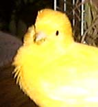 click for Fipsy