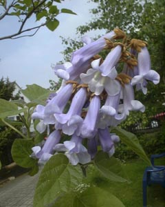 zarte Farben 