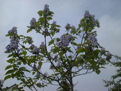Blte vor Bl�tern