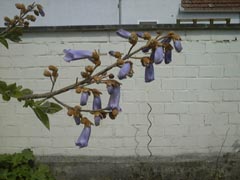 erste Blten 