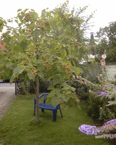 Schattenspender 