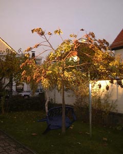Herbststimmung 