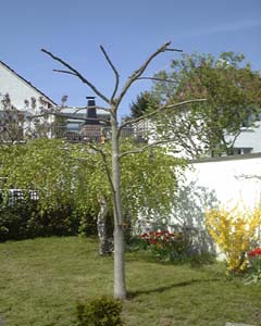 Wintern&uuml;sse