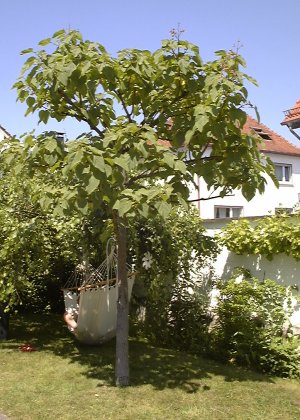 frisch frisiert und schon gesund!