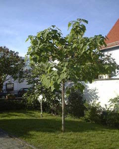 Paulownia, der traubenbltenbaum