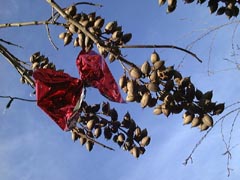 Xmas Paulownia