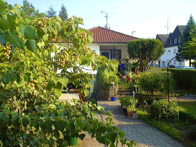 Paulownia mal anders